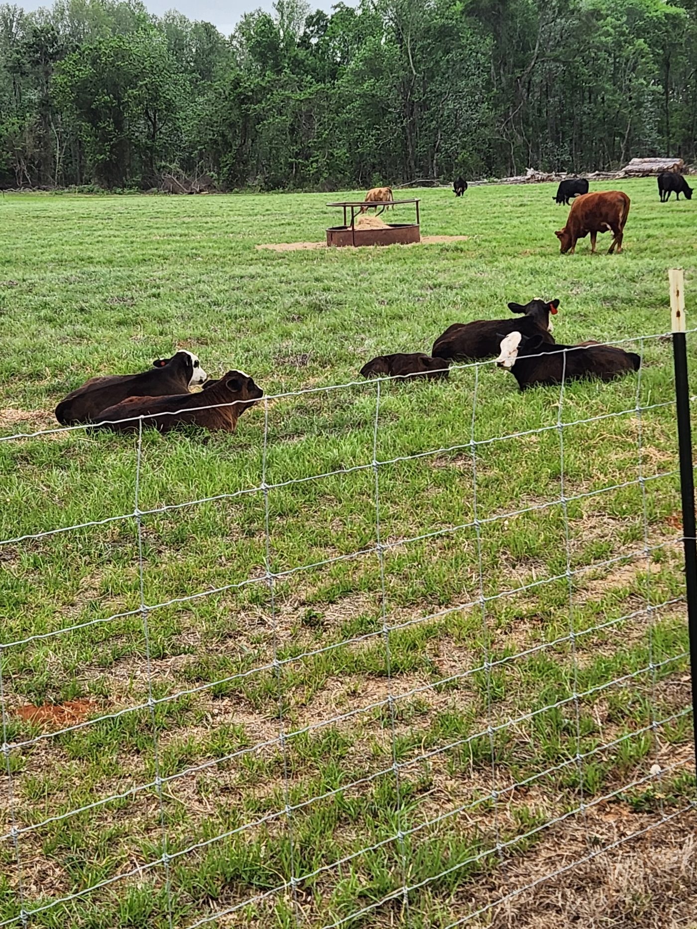 Cattle grazing in the pasture at DLS Farms, South Georgia