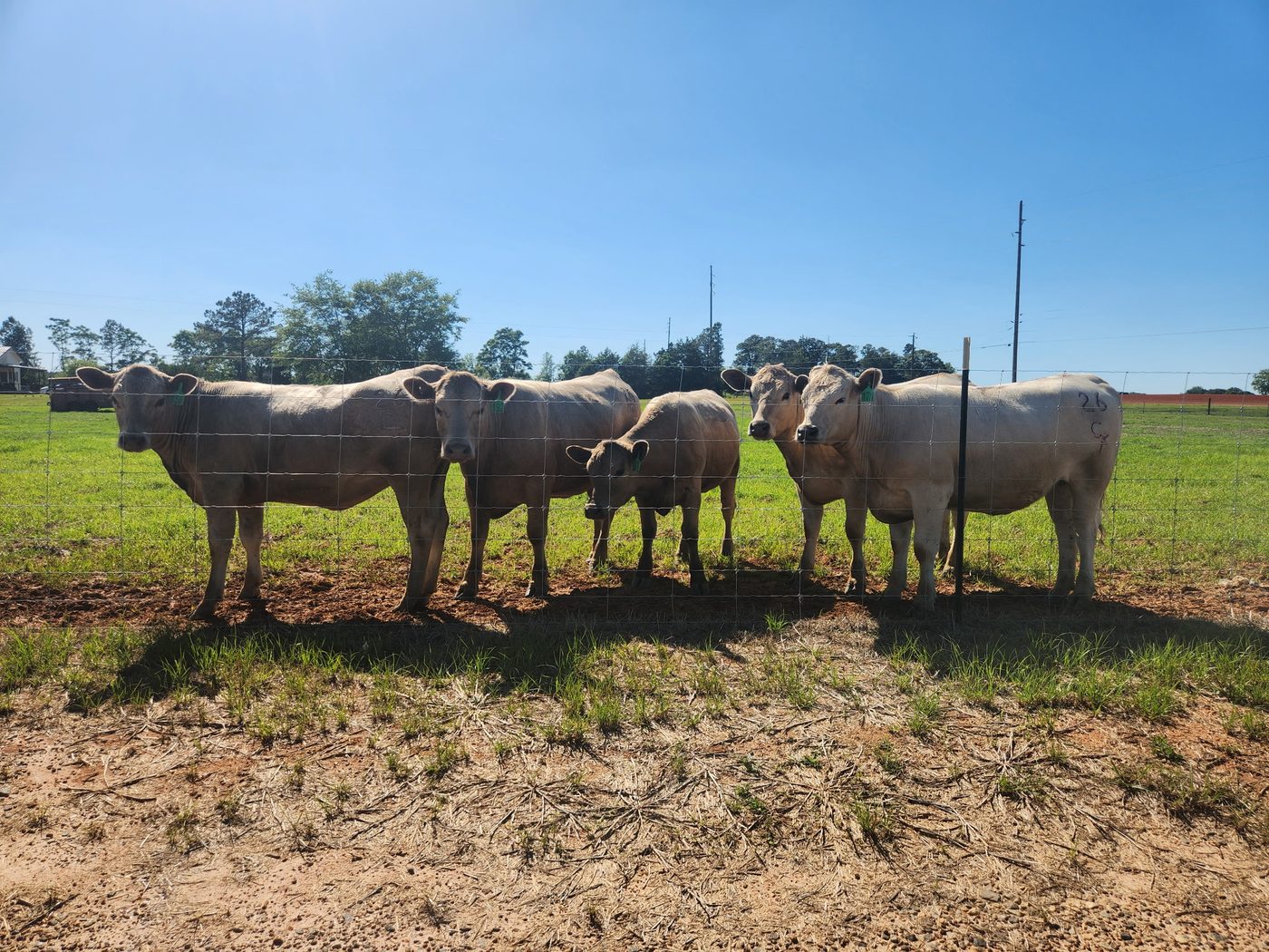 Charolais cattle at DLS Farms — premium breeding stock, South Georgia