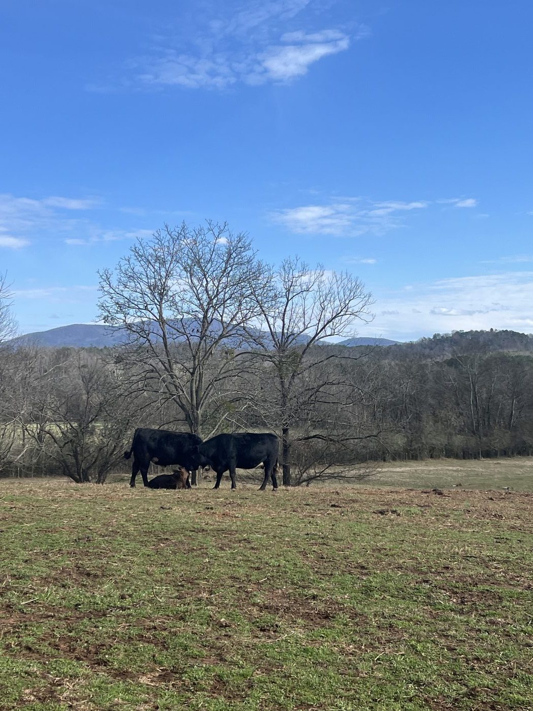 Black Angus cattle at DLS Farms with rolling hills in background