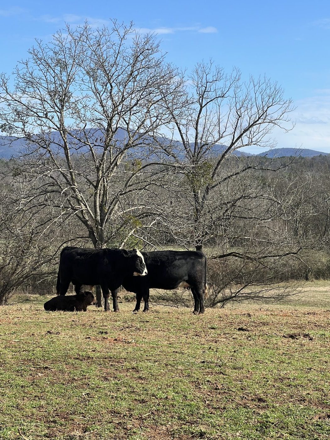 DLS Farms black cattle by tree in winter pasture