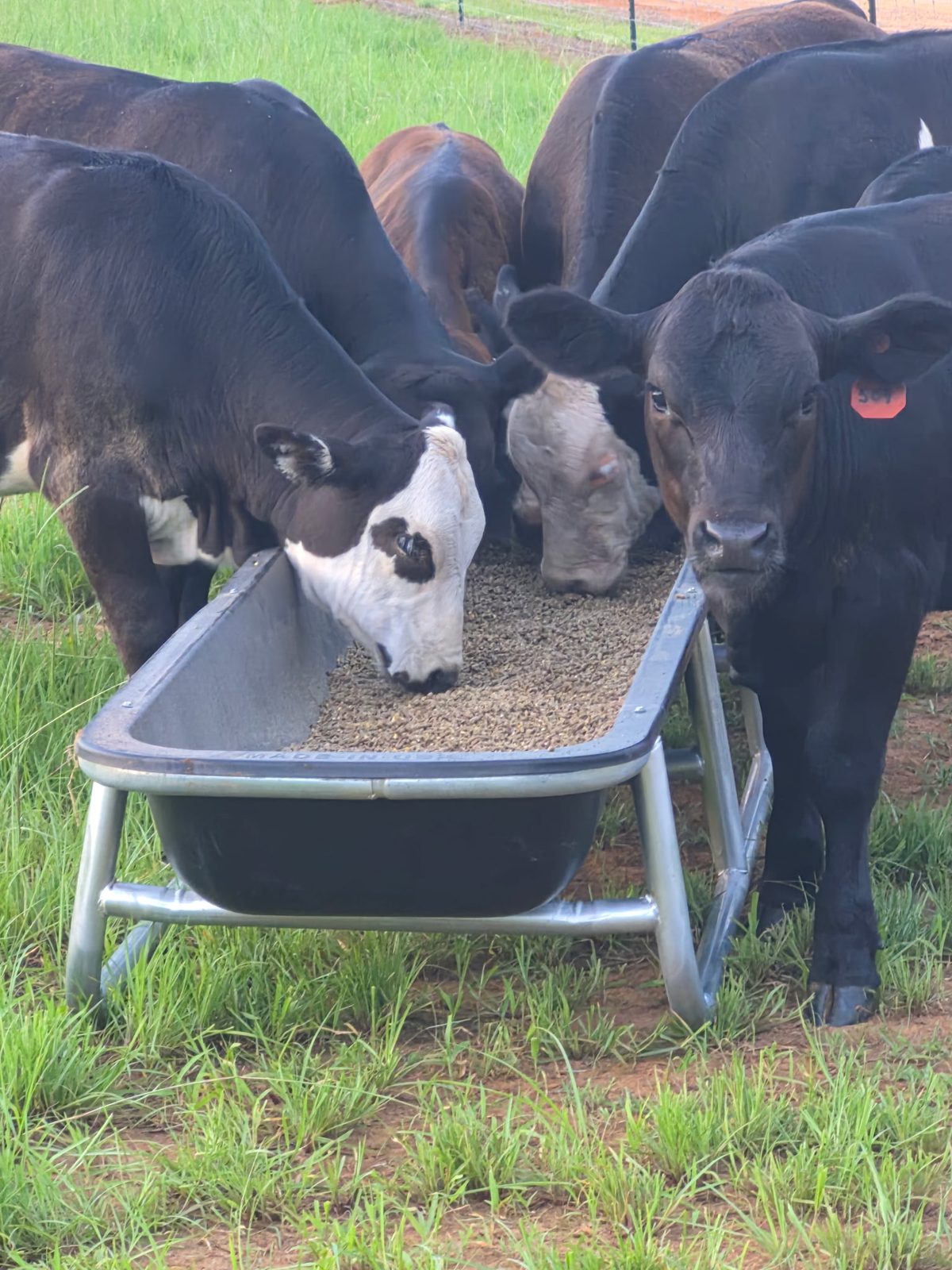 Close-up of DLS Farms cattle feeding at the trough, South Georgia