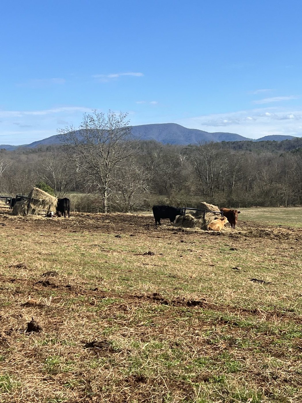DLS Farms cattle at feeding station with mountain backdrop