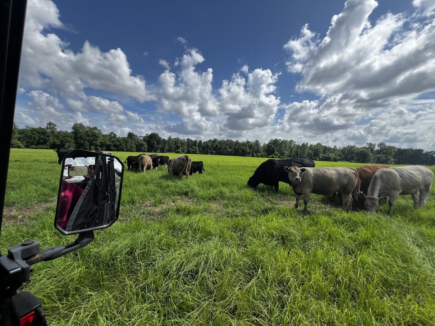 DLS Farms cattle grazing viewed from UTV, South Georgia operation