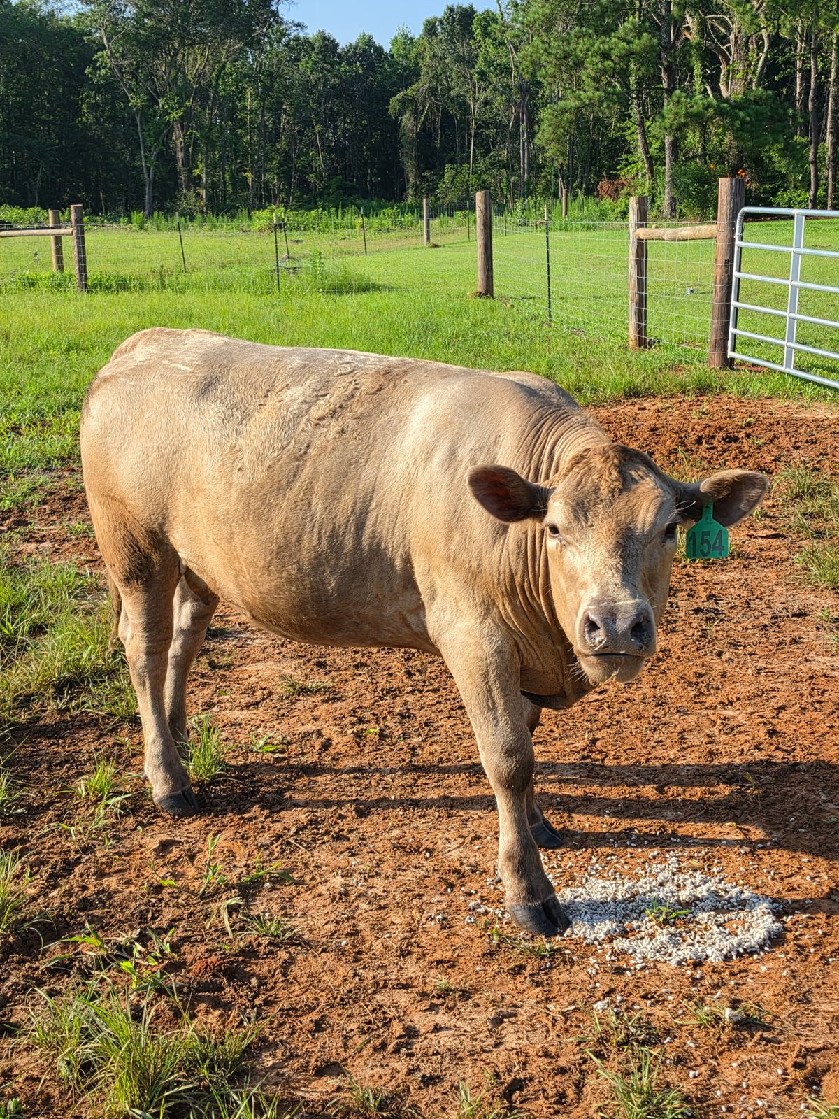 Charolais cow at DLS Farms, South Georgia breeding stock