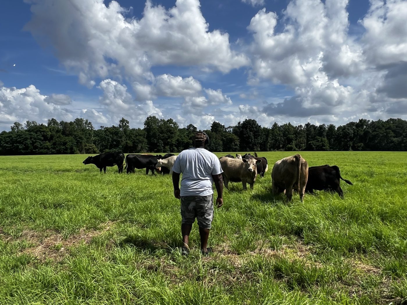 DLS Farms owner standing among cattle herd in open field