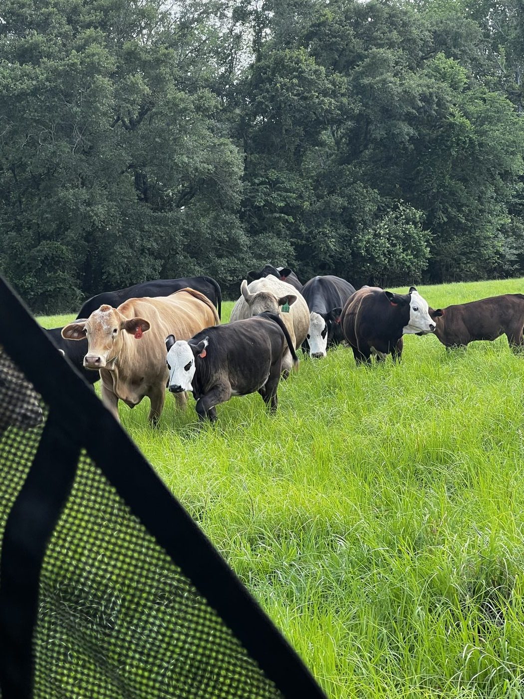 Close-up of DLS Farms cattle herd in green pasture