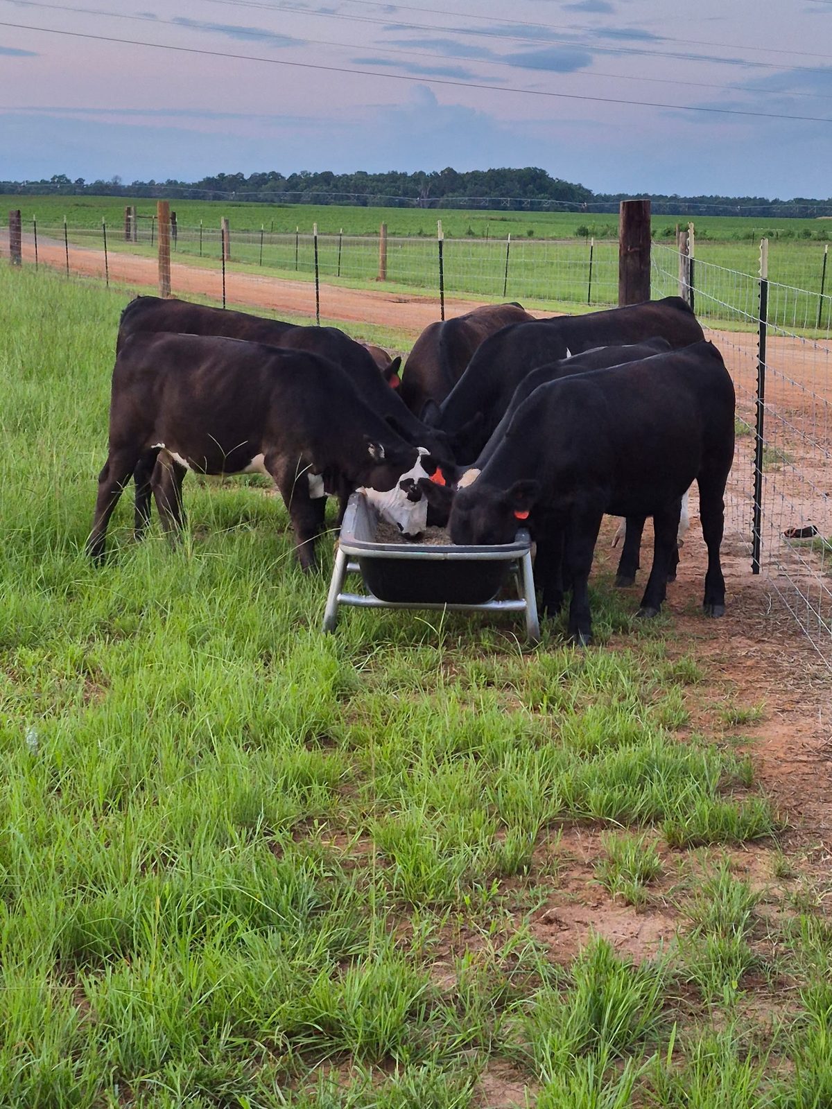 DLS Farms cattle feeding along the fence at dusk