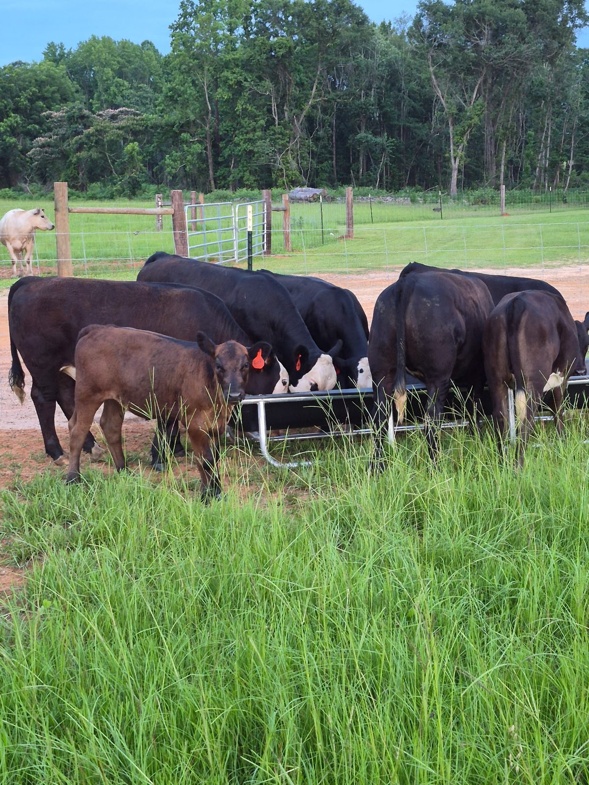 DLS Farms herd at the feeder in tall summer grass