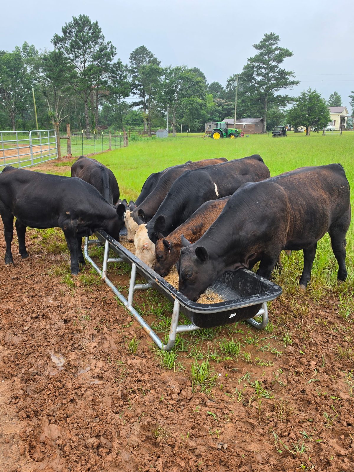 DLS Farms herd feeding from a trough with tractor in the background
