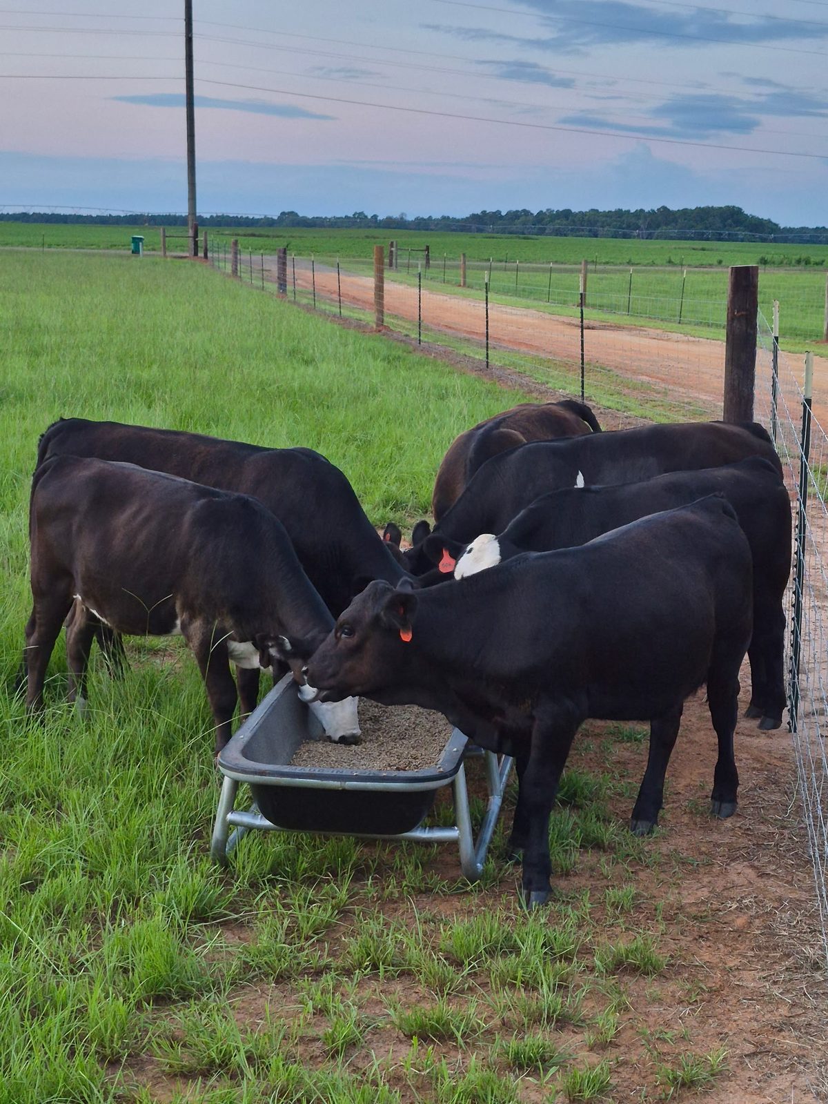 DLS Farms cattle feeding along the fence line at dusk