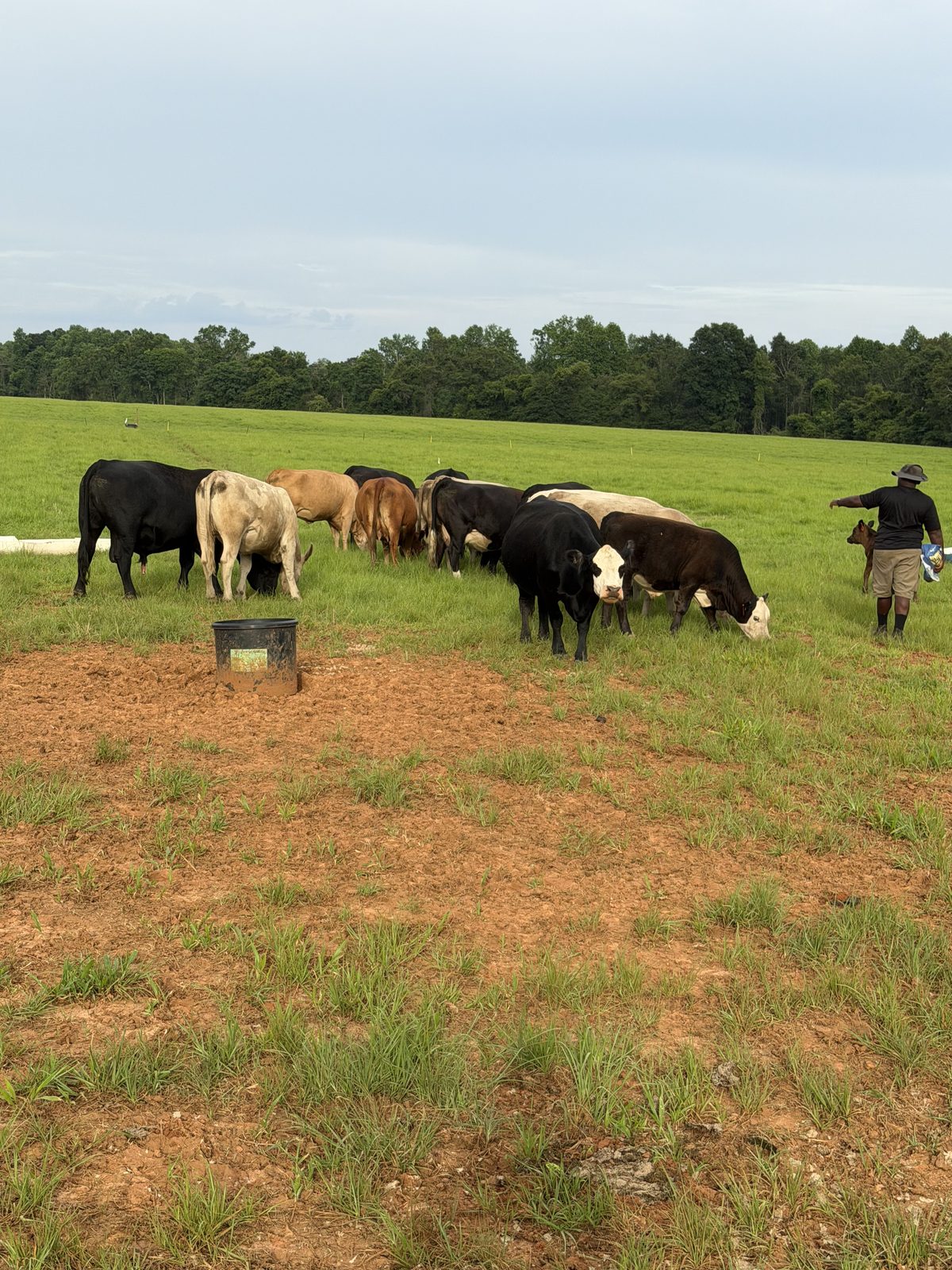 DLS Farms Hereford and mixed cattle grazing in the field