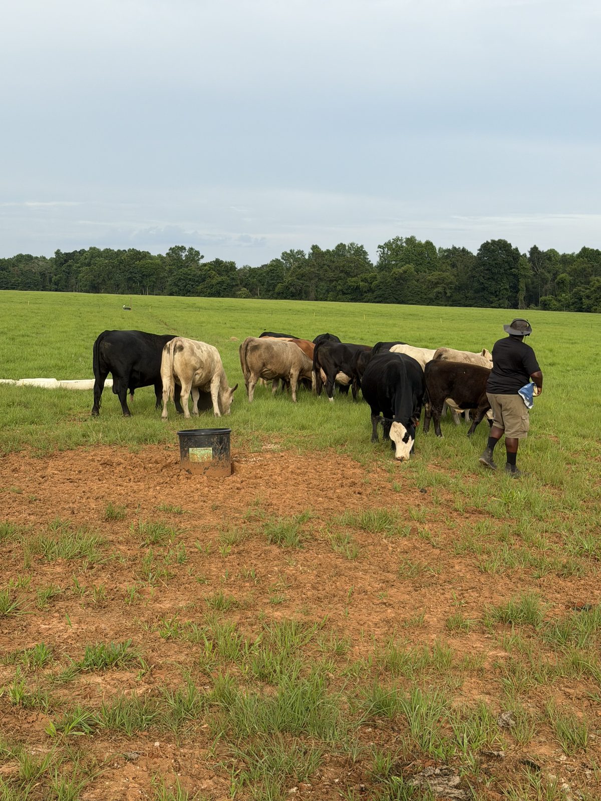 DLS Farms cattle herd grazing in an open South Georgia field
