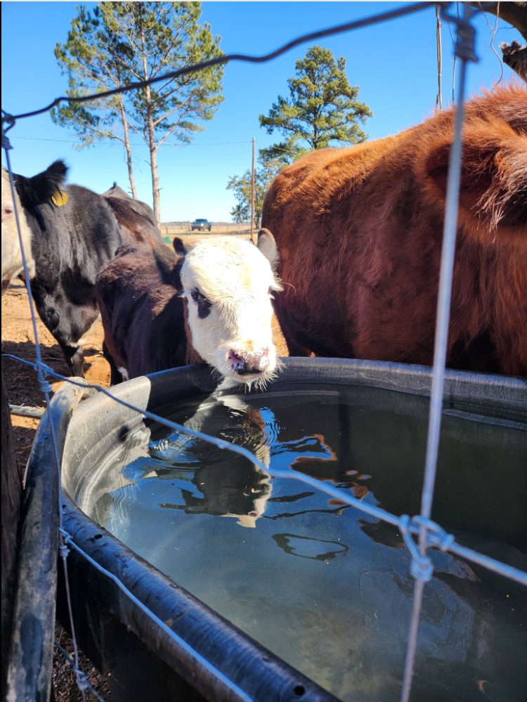 Young calf drinking from water trough at DLS Farms